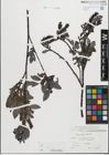 Foto von Salix glabra Scop.